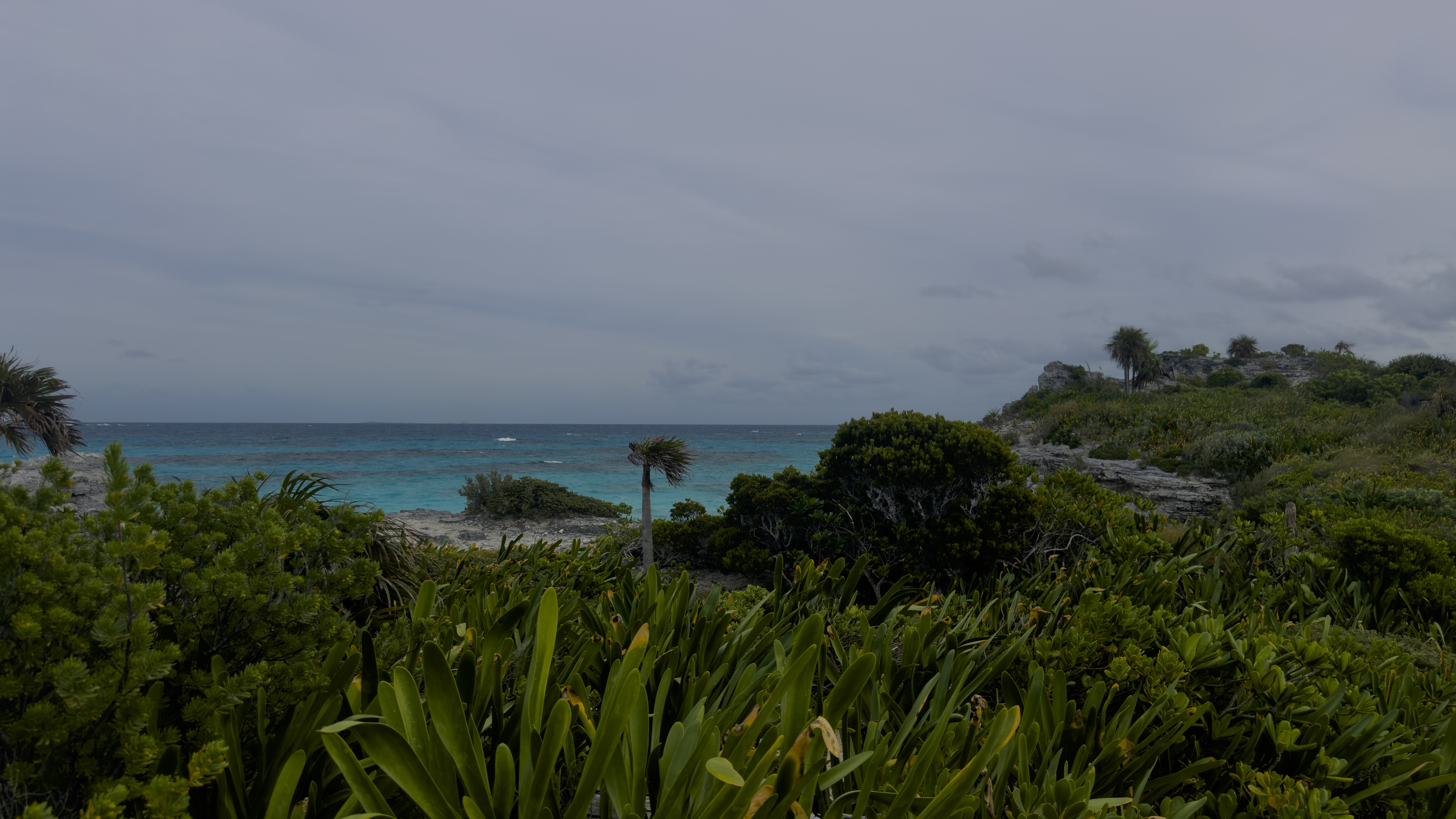 Fauna in the Southern
          Coast of Eleuthera, The Bahamas